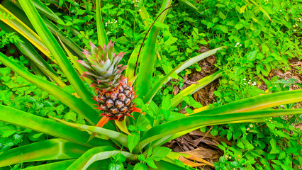 Natural fresh green pineapple fruit plant in the garden