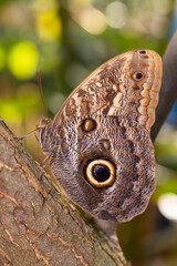 Common banana butterfly