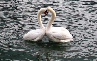 Two swans glide gracefully across the water's surface, their elegant forms mirrored perfectly in...
