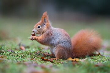 Close up photo of a squirrel holding a nut on green blurry background. Lesopark Štěpánka, Mladá Boleslav, Czech republic.	