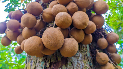 A bunch of kepel fruit or burahol or other names Stelechocarpus burahol