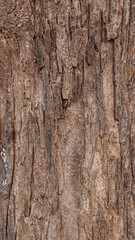 Pattern of dried old bark wood.Cracked wood texture big tree surface.Template for design.Abstract natural background.Beautiful pattern.Space for work.Banner.Wallpaper.Selective focus.