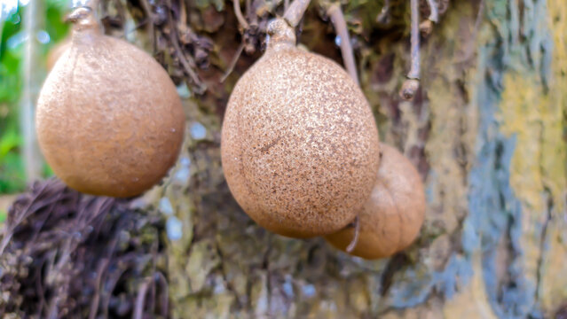 A bunch of kepel fruit or burahol or other names Stelechocarpus burahol