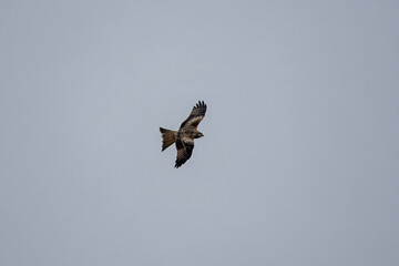 red kite a large bird of prey in flight
