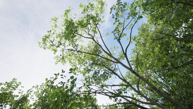 3D RENDER GREEN FOREST NATURE LANDSCAPE