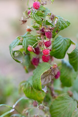 Red ripe raspberries on a bush, selective focus. Drying raspberry bush without watering in hot summer