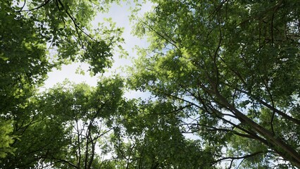 Fototapeta premium 3D RENDER GREEN FOREST NATURE LANDSCAPE