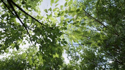 Fototapeta na wymiar 3D RENDER GREEN FOREST NATURE LANDSCAPE