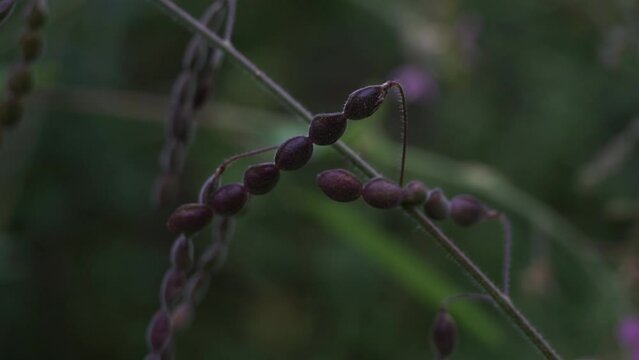 Desmodium tortuosum (twisted tick trefoil, dixie tick trefoil, tall tick clover, Florida beggarweed, jalakan, petet). Leaves and stems aqueous infusion drunk to treat stomach pain, menstruation pain