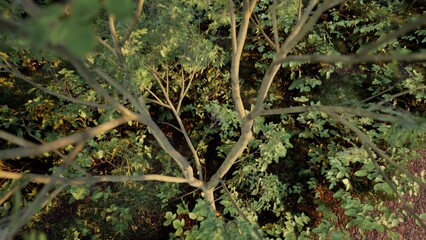 3D RENDER GREEN FOREST NATURE LANDSCAPE