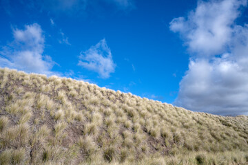 Soft vegetation on the edge of Waikoloa Rd on Big Island Hawaii 
