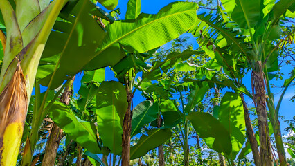 Banana tree with fresh green leaves in Indonesian nature - obrazy, fototapety, plakaty