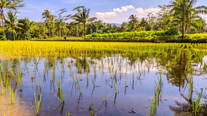 Rice plants growing well in fresh green rice fields, Indonesian agriculture