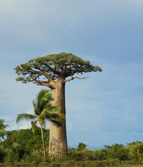 Baobabs madagascar