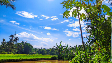 Natural view of rural rice fields that have not yet been planted with rice, blue sky