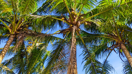 View of tall coconut trees with clear cloudy sky with empty space in Indonesia
