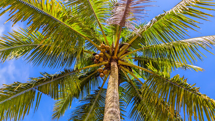 View of tall coconut trees with clear cloudy sky with empty space in Indonesia