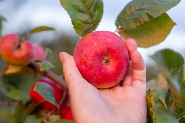 Apple harvest. A farmer picks a ripe, juicy apple from an apple tree