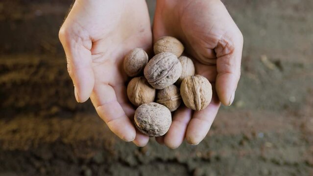 A pair of old and authentic senior hands holding a seed close up,