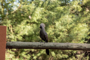 beautiful gray banana-eater bird in natural conditions in a national park in Kenya