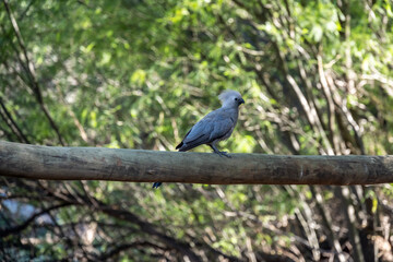 beautiful gray banana-eater bird in natural conditions in a national park in Kenya