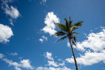 Top of a palm tree on Big Island Hawaii.