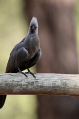 beautiful gray banana-eater bird in natural conditions in a national park in Kenya