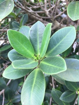 A picture of tree clusia rosea in the garden