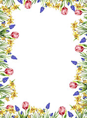 Watercolor spring garden flowers border muscari narcissus tulip copy space vinragt frame illustration herbal plants botanical floral design