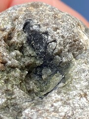 Ambergris whale vomit used in perfume making it is made by sperm whale to protect its digestive tract, ambergris is expensive and rare