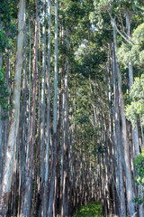 Vertical view of a forest of Eucalyptus Trees Along the Hamakua Coast, Big Island