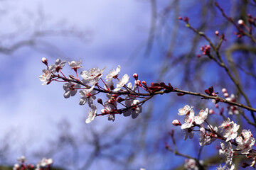 Closeup of a branch of blossoming Prunus Cerasifera Pissardii tree with pink flowers. Sky. Dutch garden, Netherlands. Spring, March.
