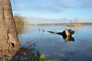 Beetzsee bei Brandenburg an der Havel mit Baum