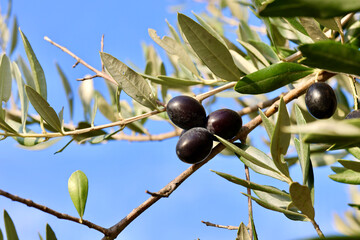 Olive growing in Tuscany, Italy