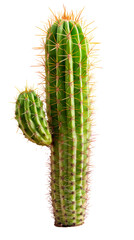 Naklejka premium A tall green cactus in a red pot Isolated on transparent background, PNG