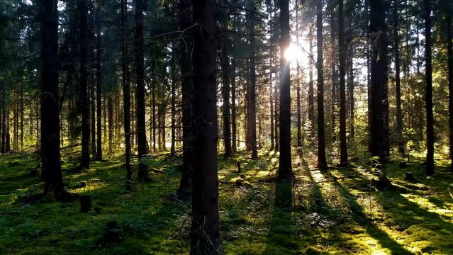 Beautiful natural forest landscape from Finland with sun backglighting shining through spruce branches and making nice shadows on moss woods floor. 