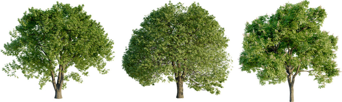 Aesculus hippocastanum 4k png cutout