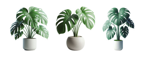 one Tropical house monstera plant in modern pot or vase on white background