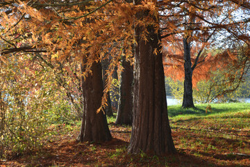 Paysages d'automne, arbre rouge du lac Michelbach en Alsace