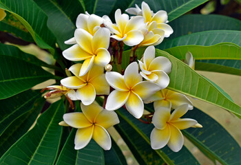 Fototapeta na wymiar White and yellow frangipani flowers (Plumeria obtusa) on tropical garden