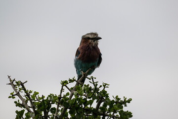 beautiful lilac-breasted roller bird in natural conditions in a national park in Kenya