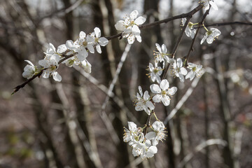 blackthorn blossom clouds of snow white flowers in early spring - obrazy, fototapety, plakaty