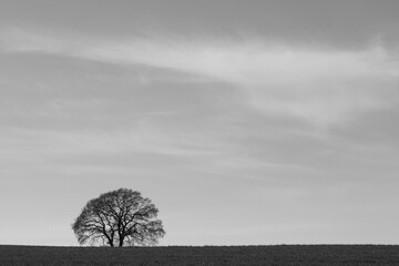 Einsamer Baum ohne Blatter auf Feld, schwarz weiß, Textfreiraum oben