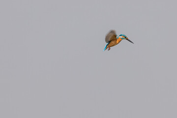 Kingfisher hovering  