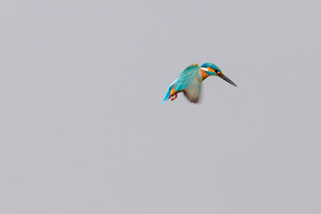 Flying Kingfisher