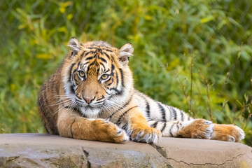 Sumatran tiger cub