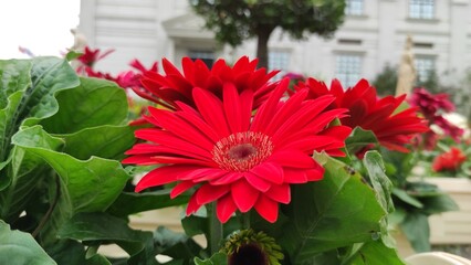 red barberton daisy flower