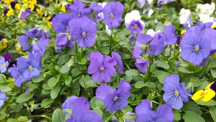 Purple pansy flowers in the garden