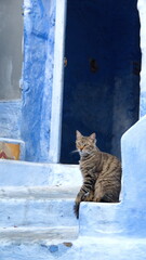 Cat on blue steps below a doorway in Chefchaouen, Morocco