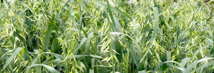 The young green oats. Plantation of oats in the field - crop agricultural industry. banner
